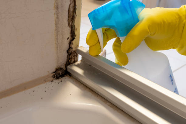 Mold Removal and Inspection in Ilchester, MD