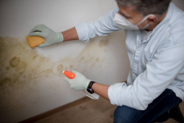 Best Residential Mold Removal  in Ilchester, MD