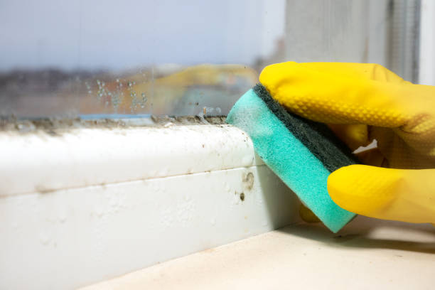 Best Toxic Mold Removal  in Ilchester, MD