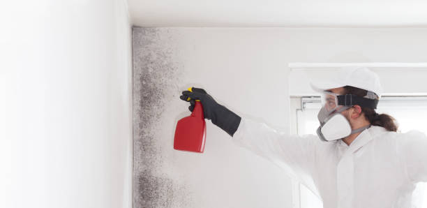 Professional Mold Removal in Ilchester, MD