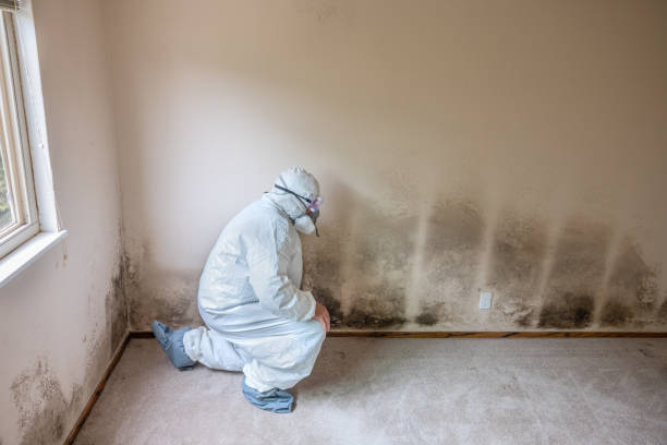 Best Mold Remediation Services  in Ilchester, MD